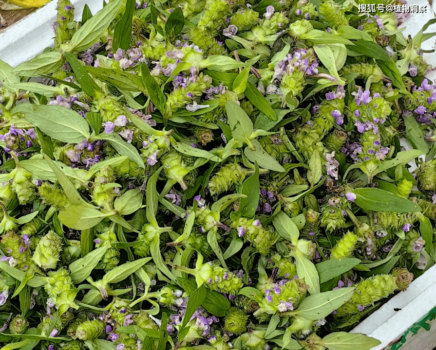 这草立夏而枯,俗称"夏枯草",果穗煮水泡茶,清泄肝火!