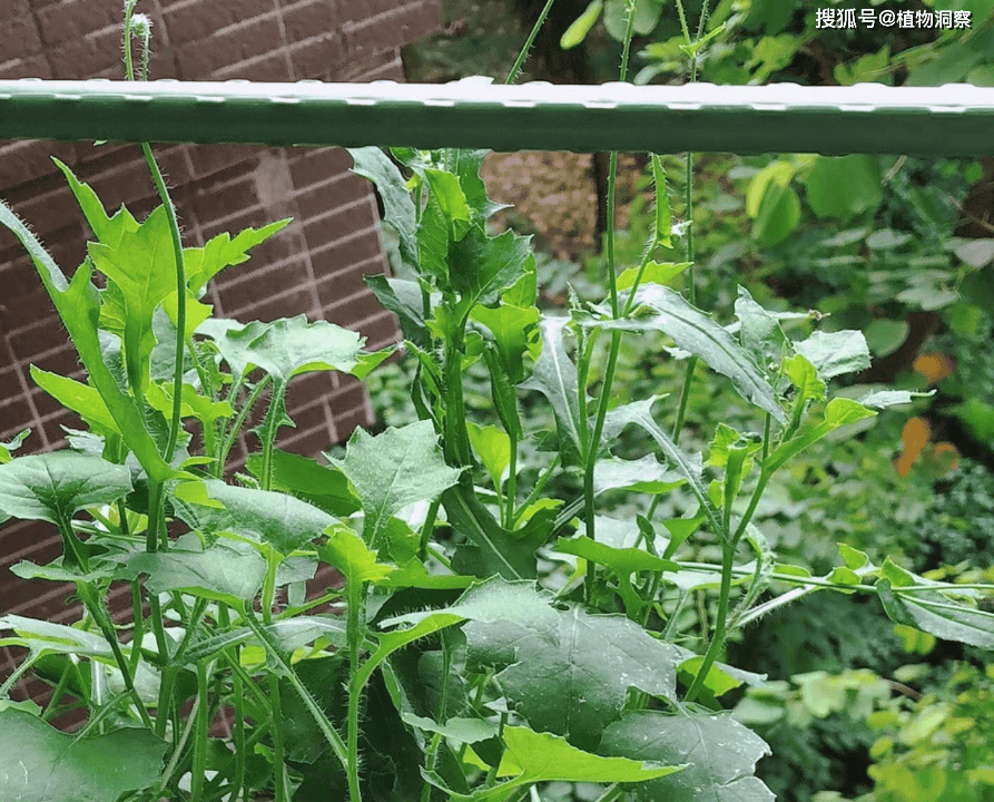 路旁一种野菜,俗称"一点红",10元1斤,药食同源,价值极高!