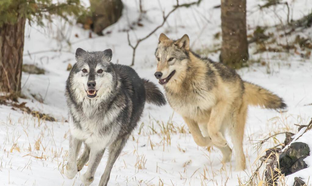 武装押运遭遇狼群围困,近战逼迫全班战士和狼群拼刺刀|轶事_连长_马车