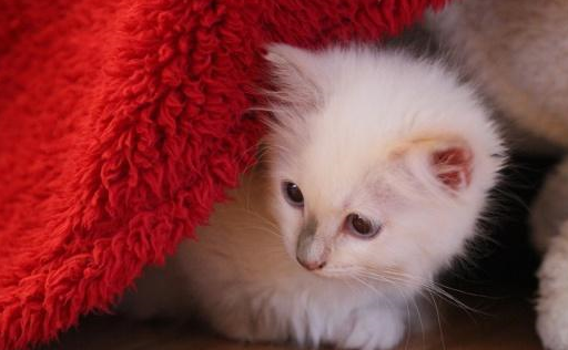 布偶猫变化起来特奇妙,小布偶猫毛色雪白,什么时候才能完全显色