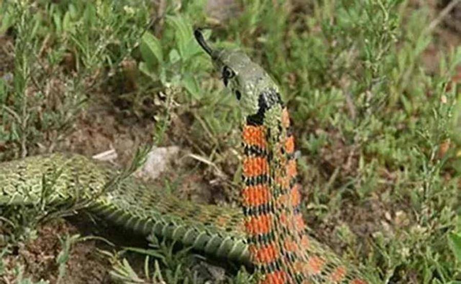 湖北农村常见的毒蛇图片