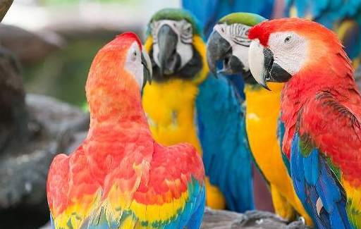 金刚鹦鹉价格高达数万元,究竟贵在哪,看完这4点你还觉得贵吗