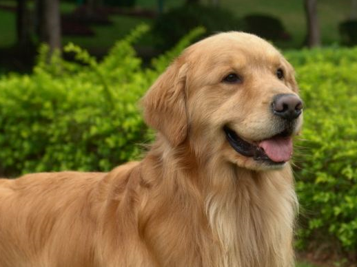 不要看金毛是个大暖男,缺点还是有的,爱掉毛饭量大_主人_狗狗_性格