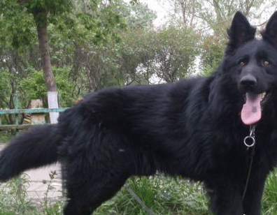 第一种狗狗:黑狼犬,这种狗狗浑身都是黑色的,看上去就是比较凶猛的
