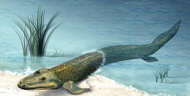 可能是因为放射状的鱼鳍更有利于在水中生活,而肉鳍鱼的鱼鳍更适合在