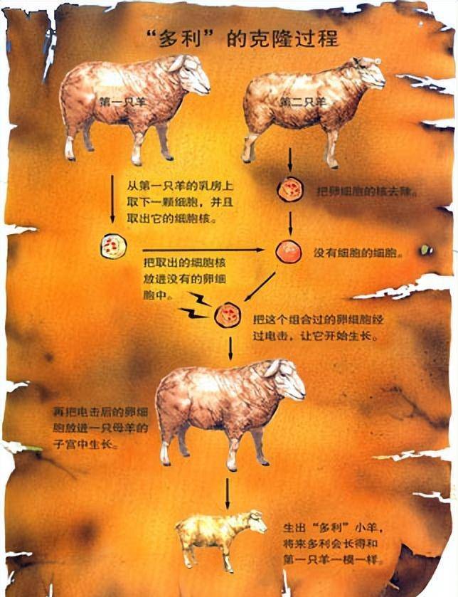 人与羊的DNA图片