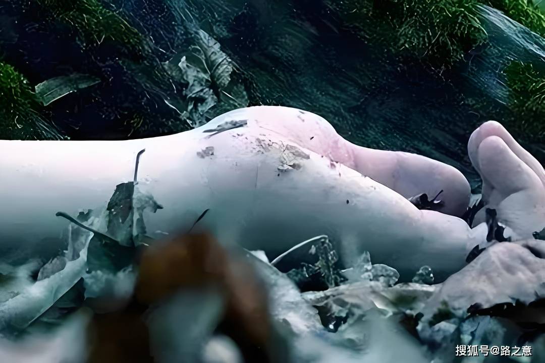 有汽车灯,当时并不知道那是警车,害怕露馅,就慌忙停车,卸下妻子的尸体