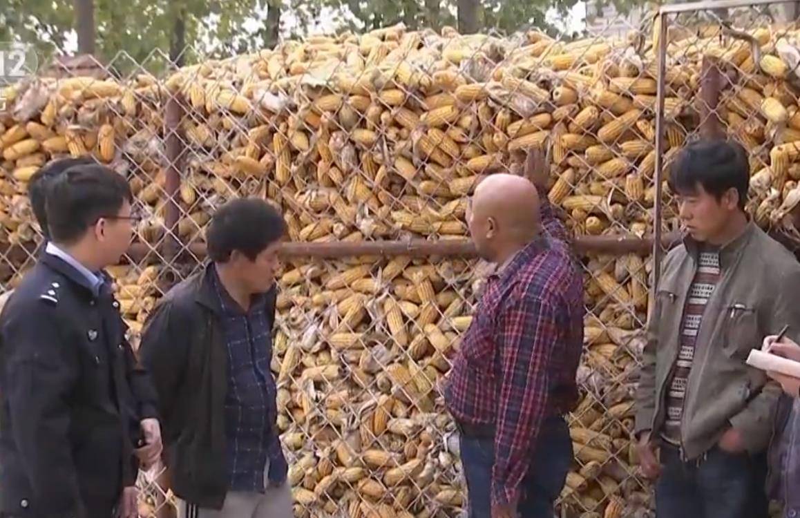 17年农民清早起床,发现地里17亩玉米一夜消失,什么原因?