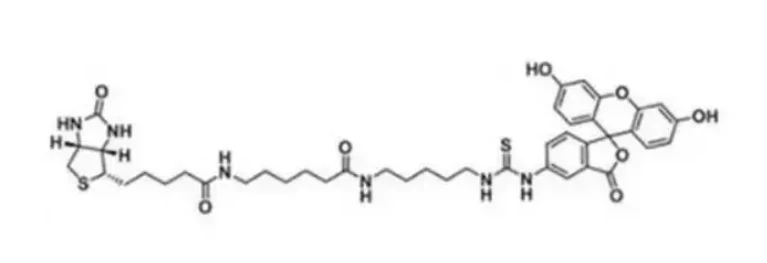 fluorescein biotin,异硫氰酸荧光素标记生物素,常被用于荧光标记实验