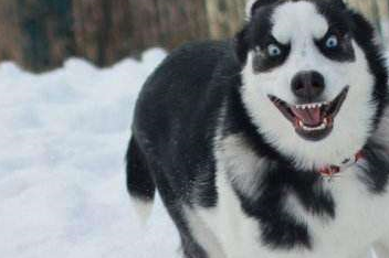 出门玩,走了一会二哈开始耍小性子,主人顿时哭笑不得_家伙_生活_狗狗