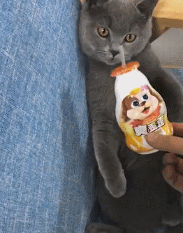 这猫咪太老练了,用吸管喝酸奶:不开心喝一口爽歪歪,就让你变歪