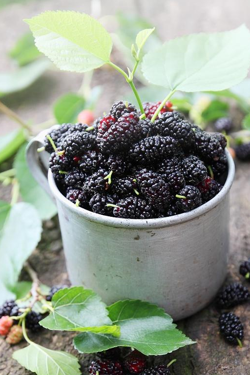 男人吃桑葚,应该这么吃,事半功倍!