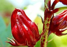 痛风患者这样吃太危险,6种食物嘌呤含量高,吃一口痛风立刻发作