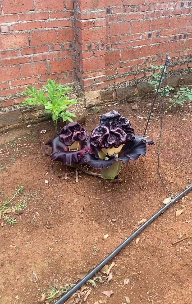 广东男子家长出2朵"臭味花",奇臭无比,网友:闻过后不想吃肉