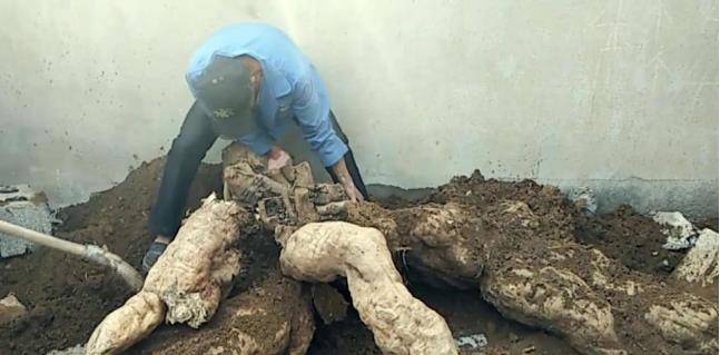 还没等喘口气,众人就被这东西的形状被吓住了——这居然是个巨型葛根