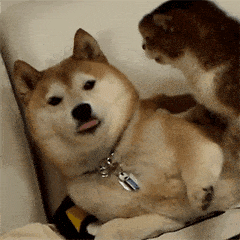 快捷支付刷卡会封卡吗_快捷信用支付卡支持微信吗_信用卡不支持快捷支付