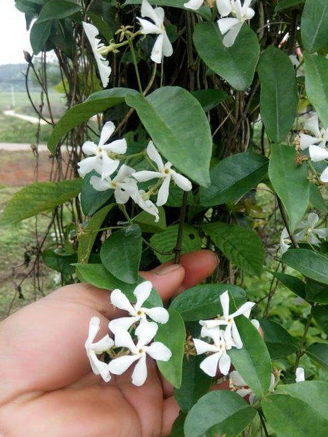 地栽络石,应选择在春季进行定植.