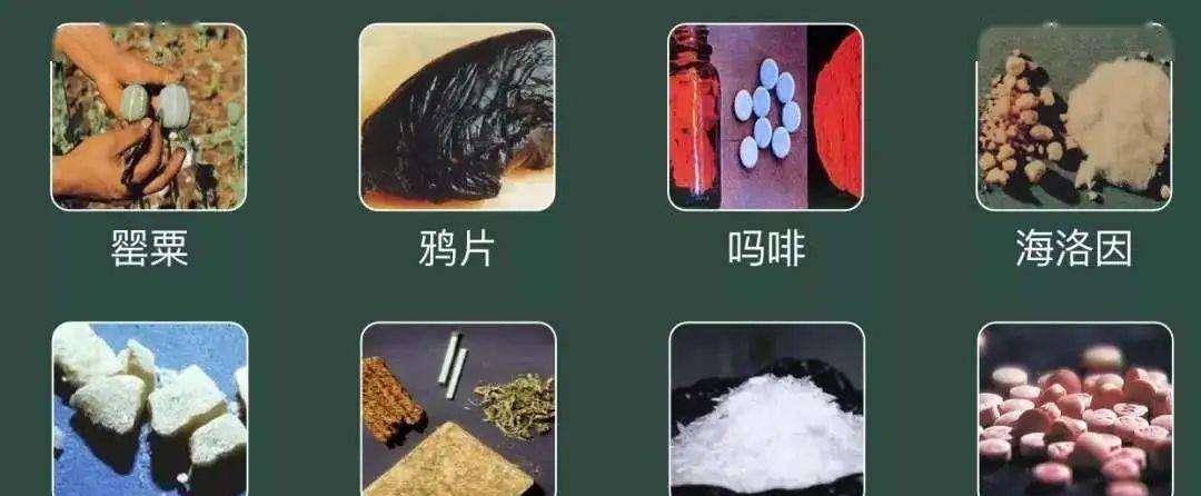 云南小红豆毒品图片图片