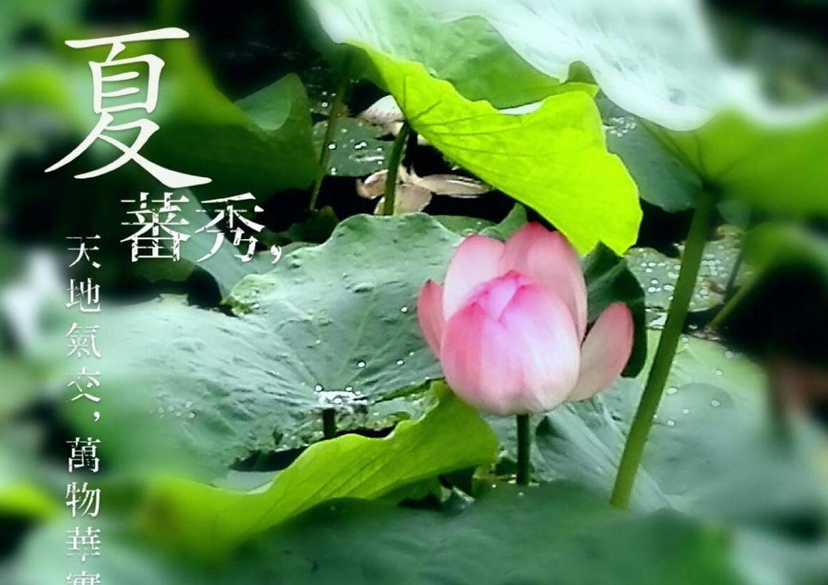 "夏至端午后,有酒又有肉",今年端午节是6月10日,是丰年吗?