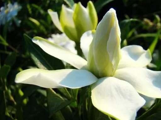 新买的栀子花总黄叶?给它喝口"酒",叶子油亮疯狂开花不停_花友_混合_