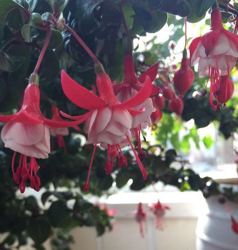 这种花,用一个技巧,度夏没烦恼_倒挂金钟_开花_次数