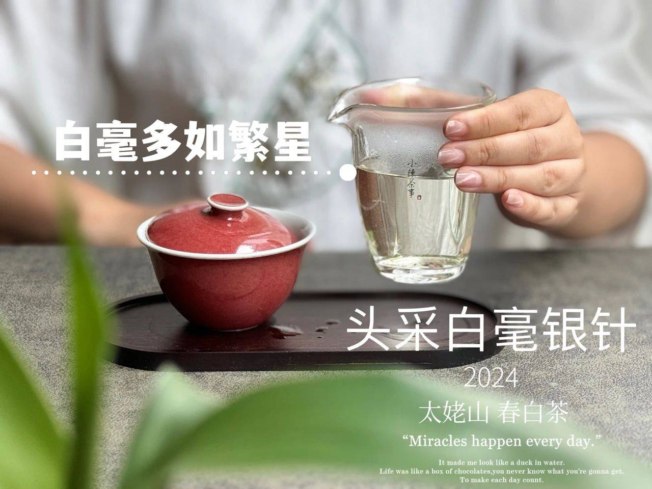 白毫银针怎么选?什么年份最好喝?有没有一个标准?一次性说清楚