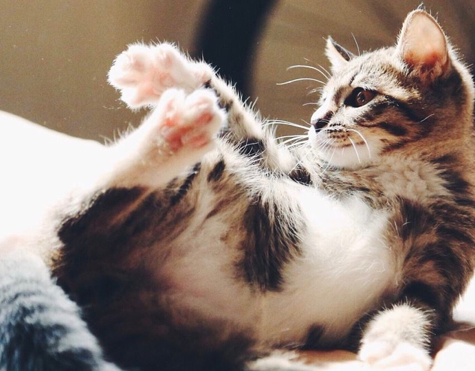 其实猫并没有那么难懂,教你从猫咪叫声中理解猫咪的各种含义