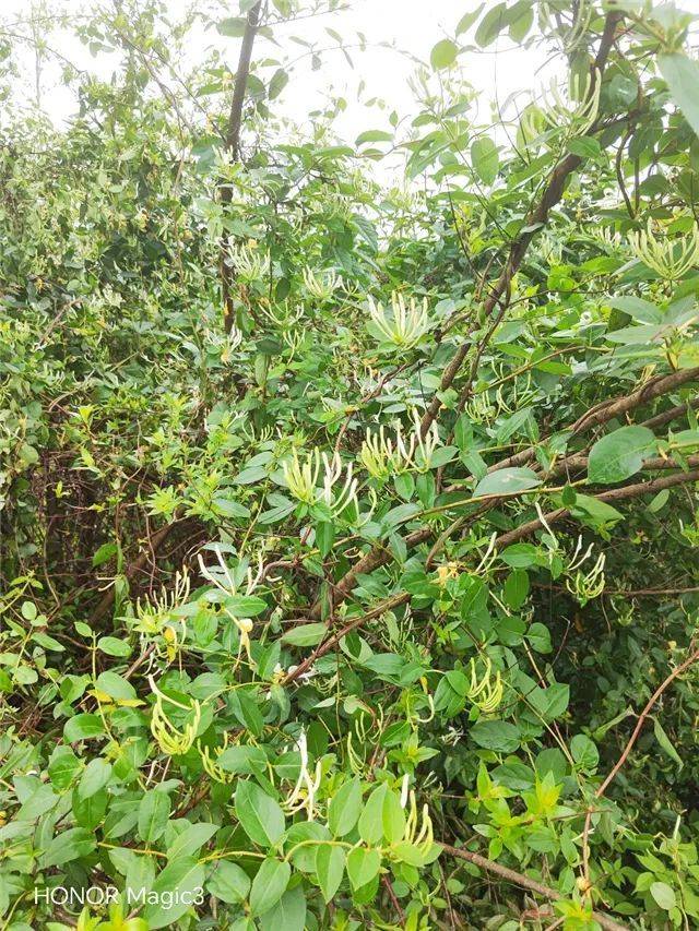 咏金银花三首 | 陈国清_浮梁_忍冬_文化