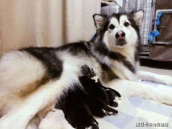 柴犬自从当了妈妈后,感觉瞬间老了10岁,看着两个娃在旁边闹腾,也完全