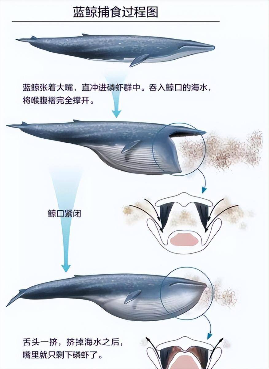 蓝鲸骨骼结构图图片