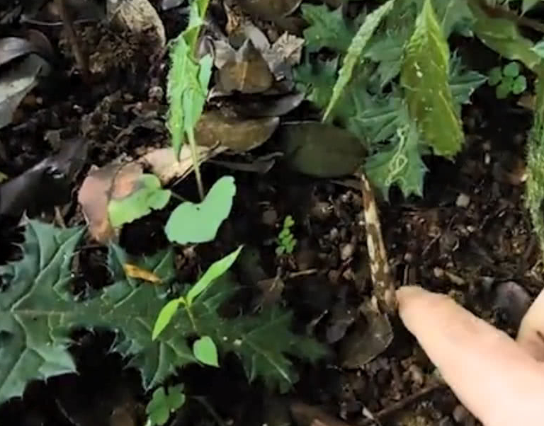 山上一种有名的"臭草",根茎像极了土豆,但毒性却很强_天南星_侵权