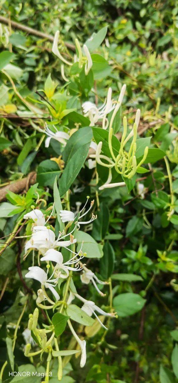 咏金银花三首 | 陈国清_浮梁_忍冬_文化