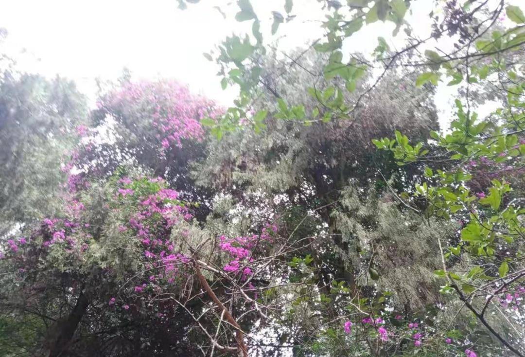 射洪金华松林沟,留下一座状元坟 -「廖化龙」射洪故事