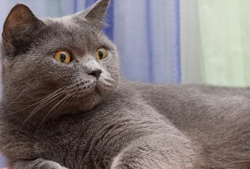 英短是属于那种比较丰满型的猫咪,看上去比较憨厚