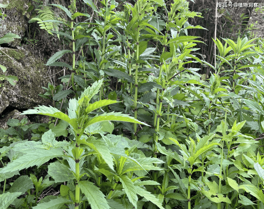 蚕壳泡水的药用价值图片