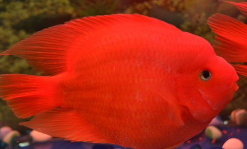 老手养好鹦鹉鱼的方法,饲养鹦鹉鱼的注意事项,水质和饮食都重要