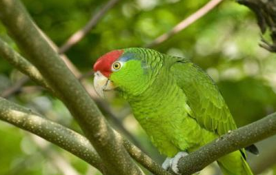 盘点说话能力最强大的物种鹦鹉 你最中意哪一种呢?_难度_时间_虎皮