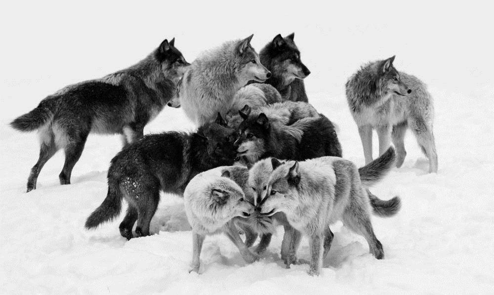 狼群三占军垦窝棚,军垦战士三驱狼不走,最后动用火攻|轶闻