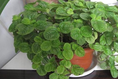 这种盆栽绿植,能吸收室内的有毒气体,是天然的空气净化器!