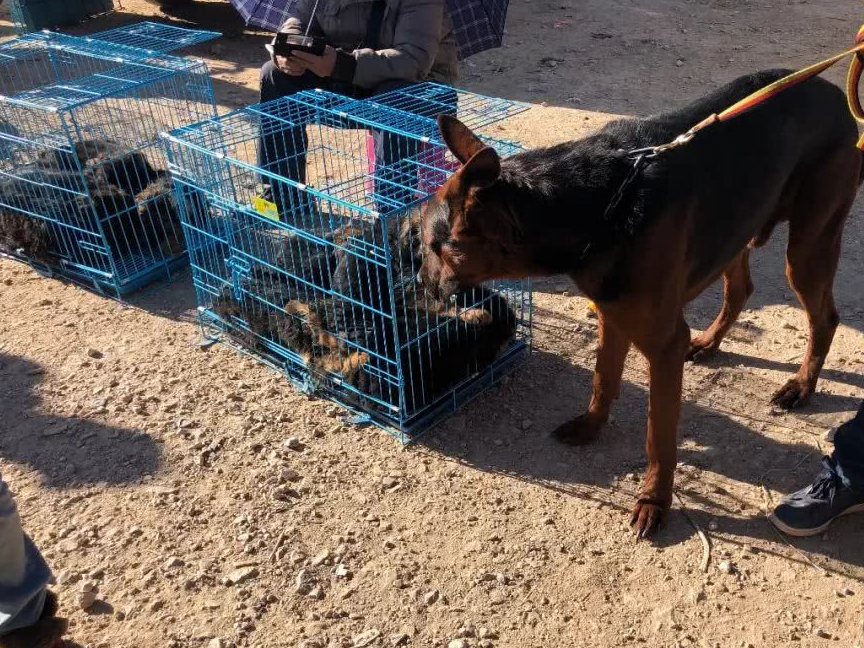 狗市:男子带莱州红犬进行配种,配种一次就是500元!