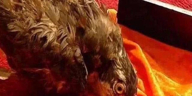 康熙本人有很大嫌疑!