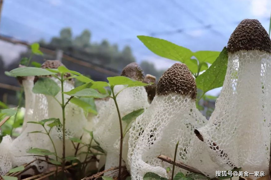 为实现竹荪质与量的同步飞跃,陈嘉龙与员工们夜以继日地钻进竹林里,做