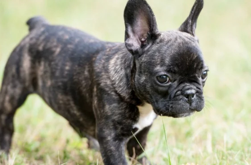怎么训练小斗牛犬?成功训练和管理的技巧!