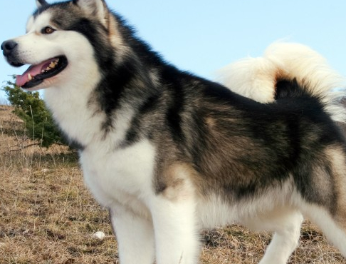 狗狗 阿拉斯加雪橇犬为什么能在寒冷天气下生活