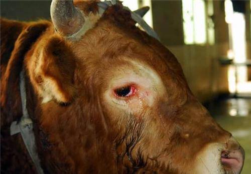 牛被宰杀前为何会流眼泪,真是通人性吗?专家的解释令人细思恐极