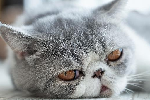 加菲猫入手前须知,他们说后悔了