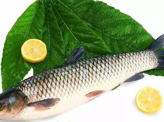 脆肉鲩就是草鱼,为何在养殖的过程中需要喂蚕豆,有科学依据吗?