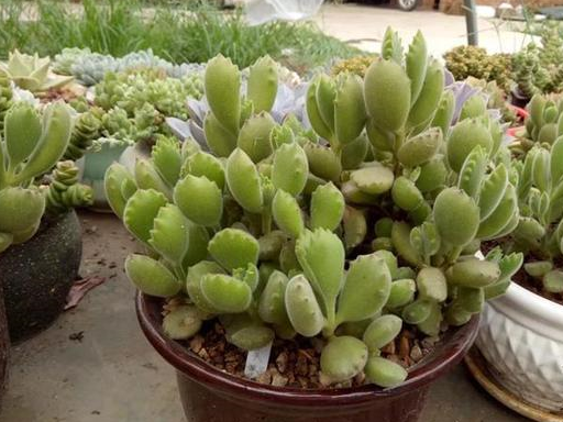 想要熊童子长成"树",我们可以这样做,很简单!