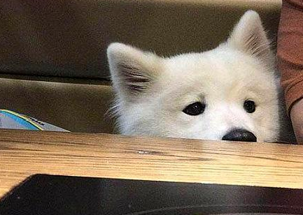 看着主人把吃好吃的,萨摩耶等的表情包都出来了,服务员都乐了