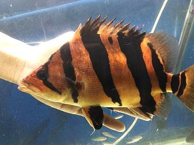 分别是泰国虎,银虎,印尼虎,泰北虎,和新几内亚虎